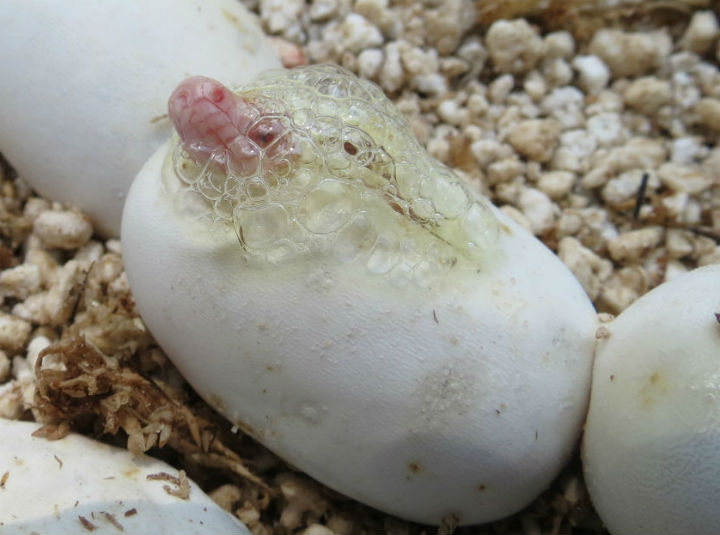 Butter Corn Snake